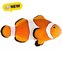 Oceans, Reefs, and Aquariums Ocellaris Clownfish