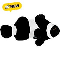 Oceans, Reefs, and Aquariums Black Ocellaris Clownfish