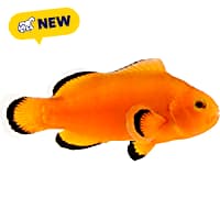 ORA Naked Ocellaris Clownfish