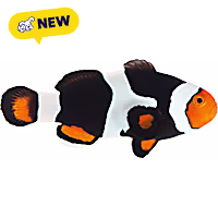 Oceans, Reefs, and Aquariums Onyx Clownfish