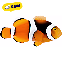 Oceans, Reefs, and Aquariums True Percula Clownfish