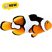 Oceans, Reefs, and Aquariums Picasso Clownfish