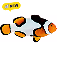 Oceans, Reefs, and Aquariums Premium Picasso Clownfish