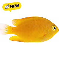 Oceans, Reefs, and Aquariums Golden Damselfish