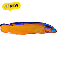 Oceans, Reefs, and Aquariums Neon Dottyback