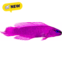 Oceans, Reefs, and Aquariums Orchid Dottyback
