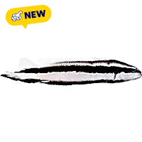 Oceans, Reefs, and Aquariums Striped Dottyback