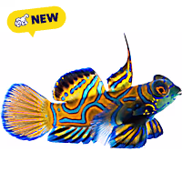Oceans, Reefs, and Aquariums Blue Mandarin Dragonet