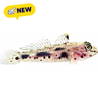 ORA Transparent Cave Goby