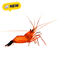 Oceans, Reefs, and Aquariums Peppermint Shrimp