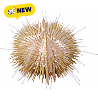 Oceans, Reefs, and Aquariums Pincushion Urchin