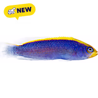 Oceans, Reefs, and Aquariums Sunrise Dottyback