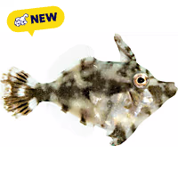 Oceans, Reefs, and Aquariums Aiptasia Eating Filefish