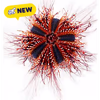 Oceans, Reefs, and Aquariums Tuxedo Urchin