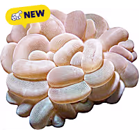 Oceans, Reefs, and Aquariums Bubble Coral