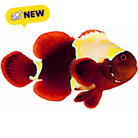Oceans, Reefs, and Aquariums Premium Goldflake Maroon Clownfish