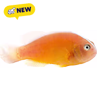 Oceans, Reefs, and Aquariums Orange Skunk Clownfish