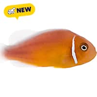 Oceans, Reefs, and Aquariums Pink Skunk Clownfish