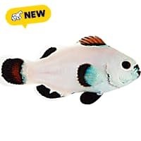 ORA Snow Storm Clownfish