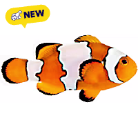 Oceans, Reefs, and Aquariums Snowflake Clownfish