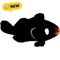 Oceans, Reefs, and Aquariums Domino Clownfish