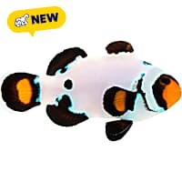 ORA Frostbite Clownfish