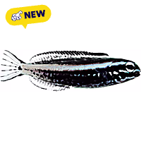 Oceans, Reefs, and Aquariums Kamohora Blenny