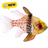 Oceans, Reefs, and Aquariums Pajama Cardinal