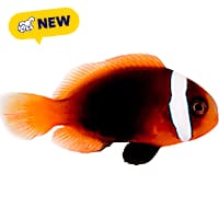 ORA Cinnamon Clownfish