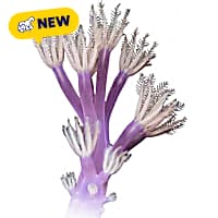 ORA Vargas Cespitularia Coral