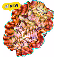Oceans, Reefs, and Aquariums Derasa Clam 2.5"