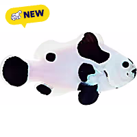 Oceans, Reefs, and Aquariums Black Storm Clownfish
