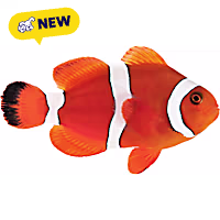 Oceans, Reefs, and Aquariums Blood Orange Clownfish