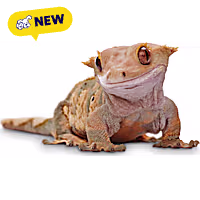 Crested Gecko
