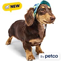 YOULY Cool-to-Touch Dog Hat