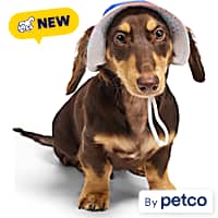YOULY Pride Reversible Bucket Dog Hat