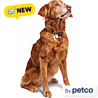 YOULY Starry Sky Dog Collar