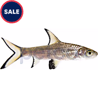 Bala Shark