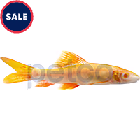 Albino Rainbow Shark