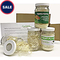 Flightless Fruit Flies Culture Kit - D. melanogaster