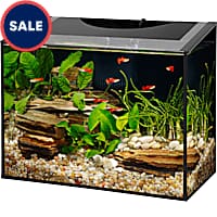 Betta Fish Tanks: Aquariums & Bowls