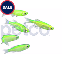 Electric Green Danio - 5 Pack