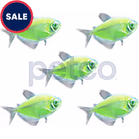 Electric Green Tetra - 5 Pack