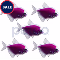 Galactic Purple Tetra - 5 Pack