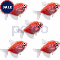 Starfire Red Tetra - 5 Pack