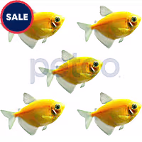 Sunburst Orange Tetra - 5 Pack