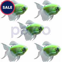 Electric Green Longfin Tetra - 5 Pack