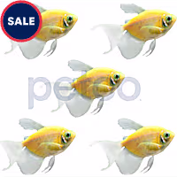 Sunburst Orange Longfin Tetra - 5 Pack
