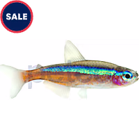 Cardinal Tetra