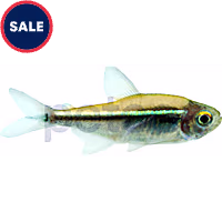 Black Neon Tetra